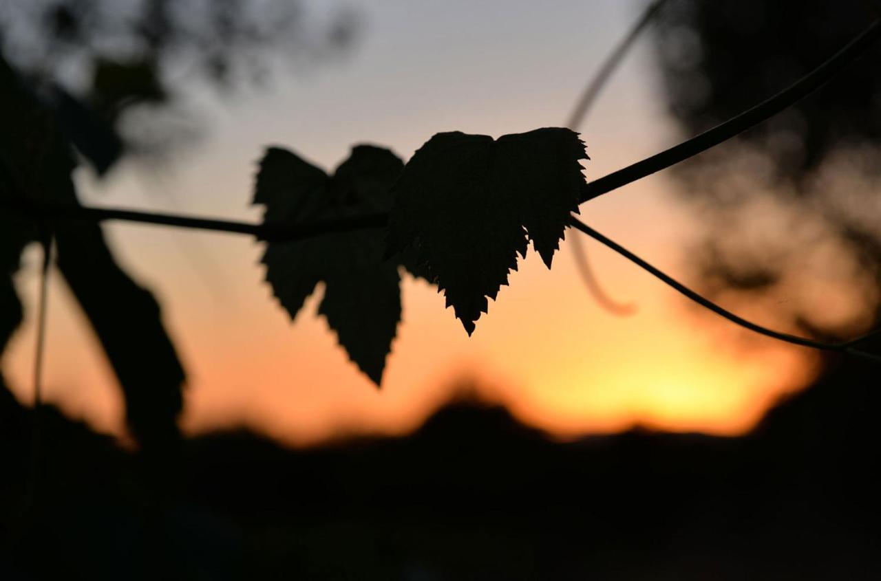 Agriturismo Arte et Agricoltura Toscânia Exterior foto